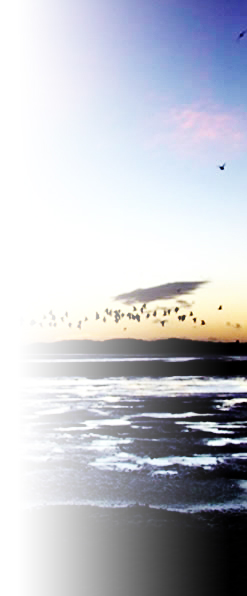 Photo of a beach scene